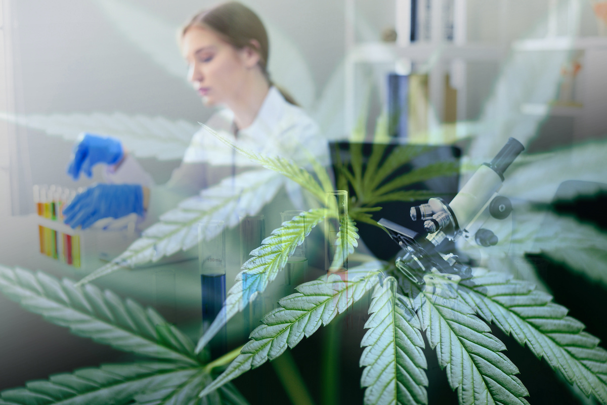 Female scientist research conduct experiments cannabis CBD oil hemp products in lab with marijuana leaves – Chemist working on cannabis extract for medical healthcare natural herb research hemp plant