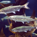 Immunity-linked peptides boosted by plant extracts in king salmon feed trial